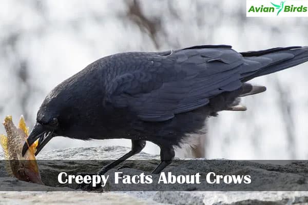 creepy facts about crows