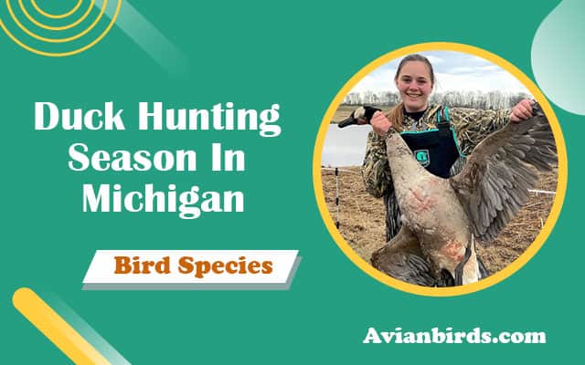 Michigan Duck Hunting Season Dates & Tips