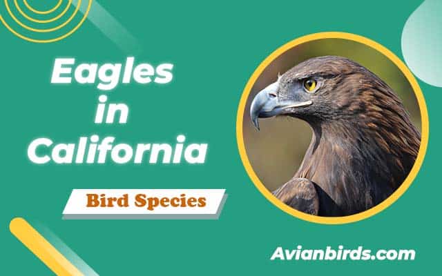Eagles in California (With Pictures)