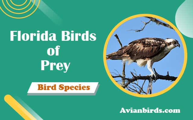 27 Types of Florida Birds Of Prey (With Pictures)