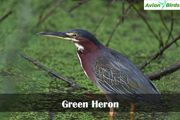 Green Heron