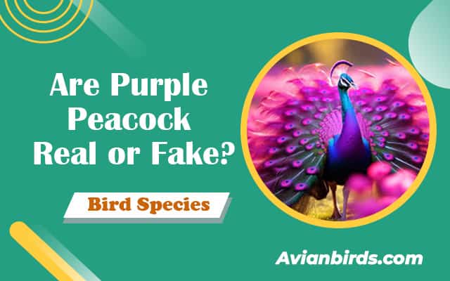 Are Purple Peacock Real? Unlocking the Mystery