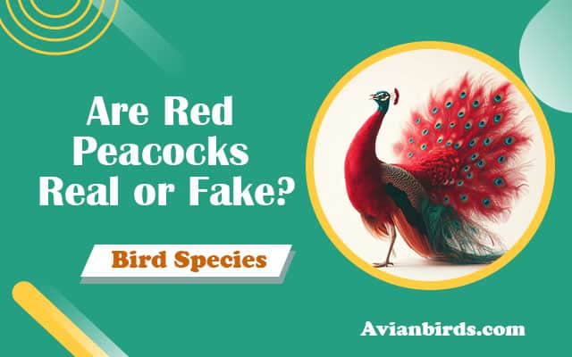 red peacock real or fake