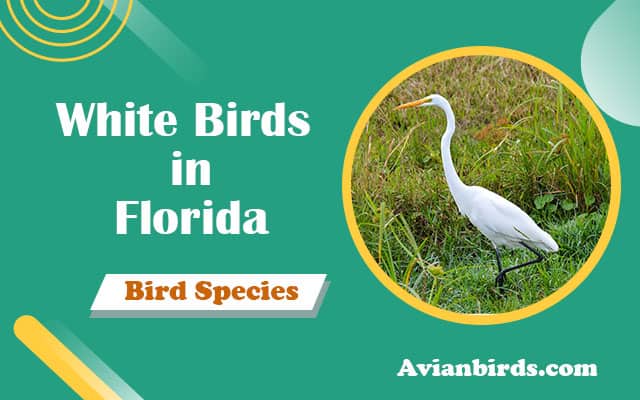 white birds in florida