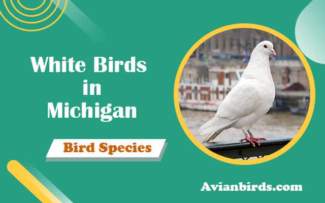 18 White Birds In Michigan (With Pictures)