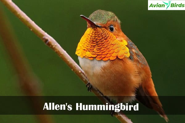 Allen's Hummingbird