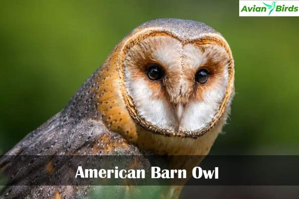 American Barn Owl
