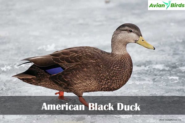 American Black Duck