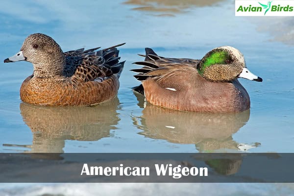 American Wigeon