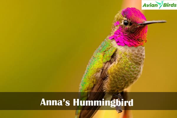 Anna’s Hummingbird