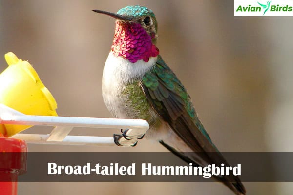 Broad-tailed Hummingbird