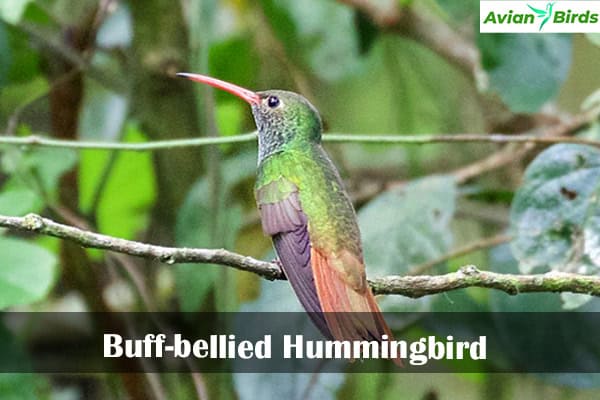 Buff-bellied Hummingbird