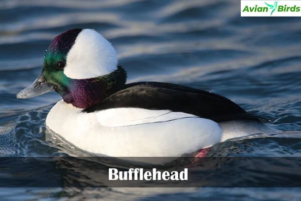 Bufflehead