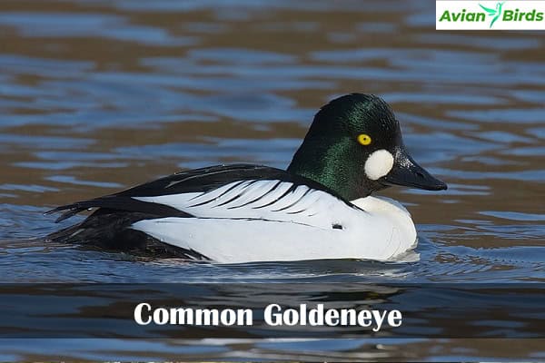 Common Goldeneye