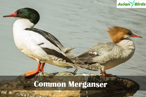 Common Merganser 