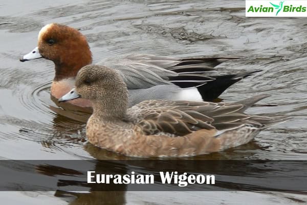 Eurasian Wigeon