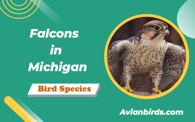 4 Types Of Falcons in Michigan (With Pictures)