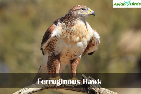 Ferruginous Hawk