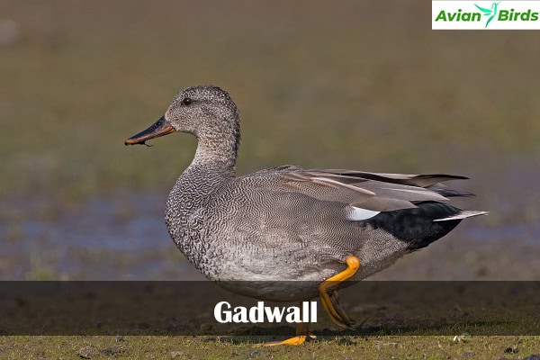 Gadwall