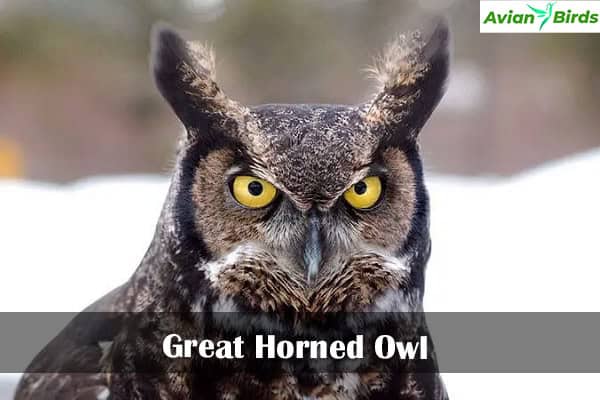 Great Horned Owl