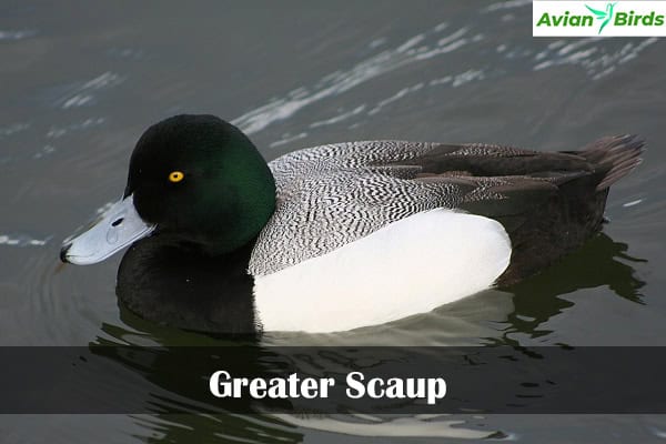 Greater Scaup