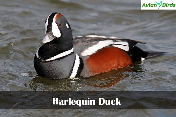 Harlequin Duck