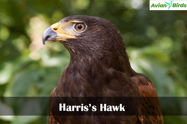 Harris’s Hawk