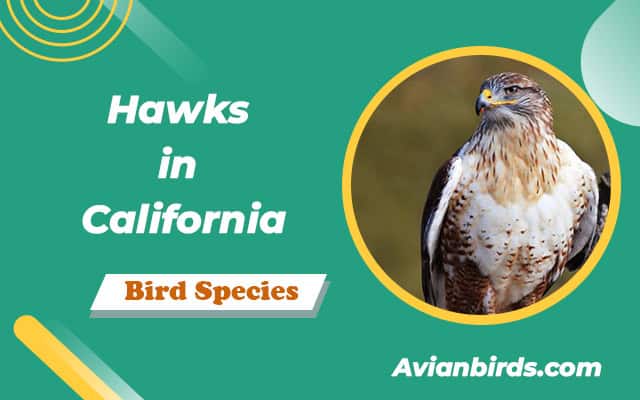11 Hawks in California (ID Guide With Pictures)
