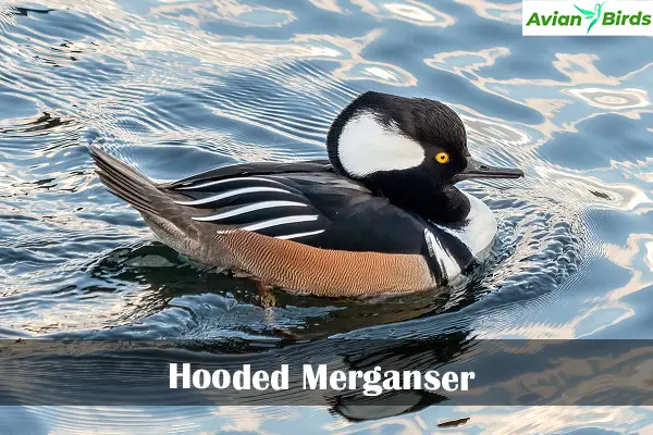 Hooded Merganser