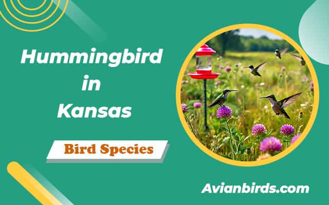 Hummingbirds In Kansas