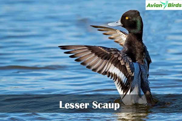 Lesser Scaup