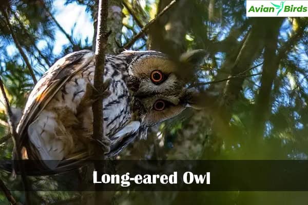 Long-eared Owl