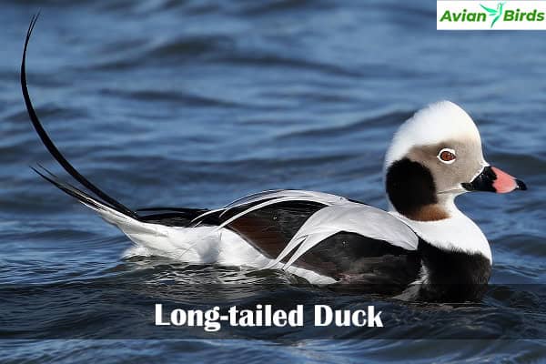 Long-tailed Duck