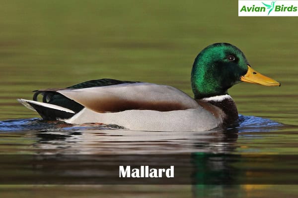 Mallard