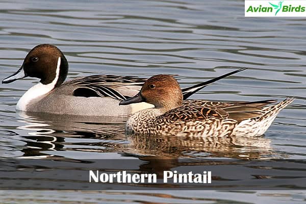 Northern Pintail