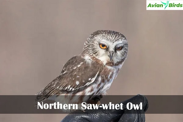 Northern Saw-whet Owl