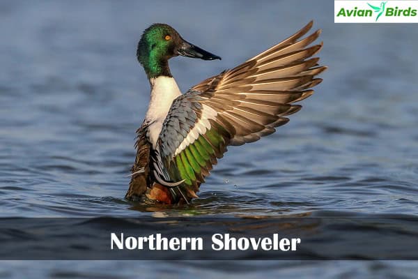 Northern Shoveler