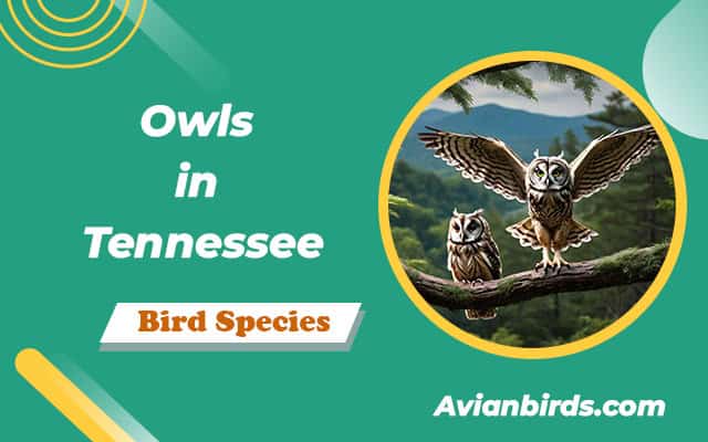8 Owls in Tennessee (ID Guide With Pictures)