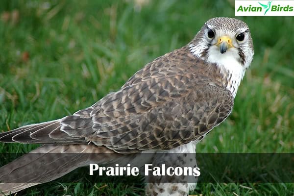 4 Types Of Falcons in Michigan (With Pictures) - Avian Birds