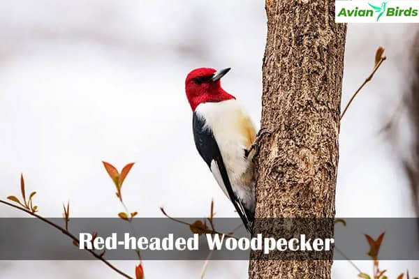 Red-headed Woodpecker