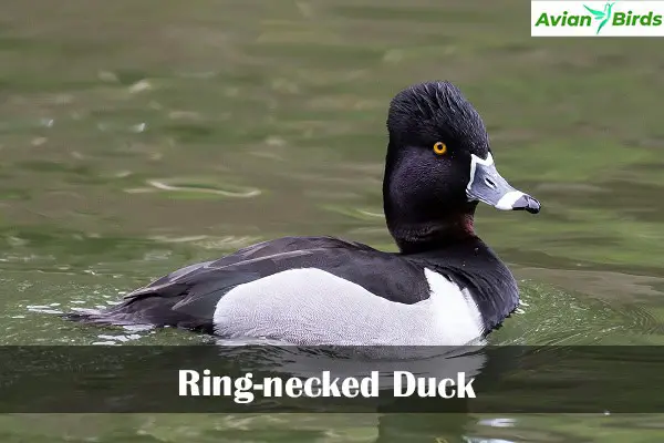 Ring-necked Duck