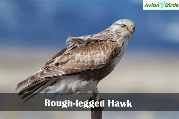 Rough-legged Hawk