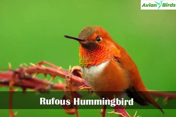 Rufous Hummingbird