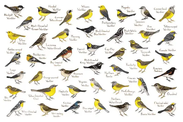 Scientific Bird Names Taxonomy