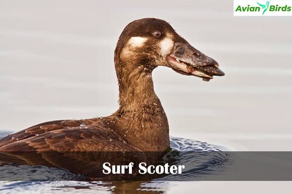 Surf Scoter