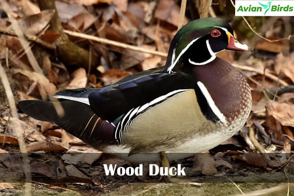 Wood Duck