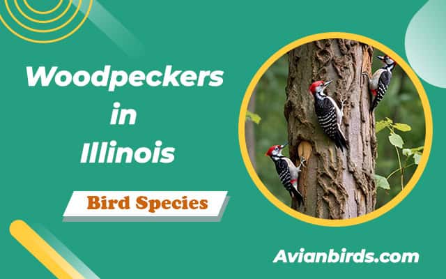 7 Woodpeckers in Illinois (ID Guide With Pictures)