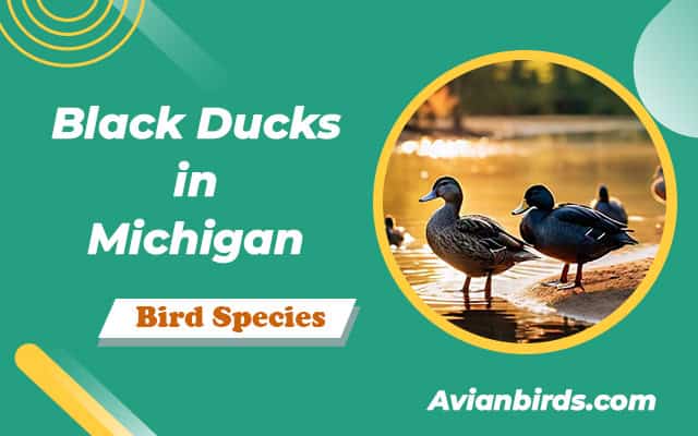 black ducks in Michigan