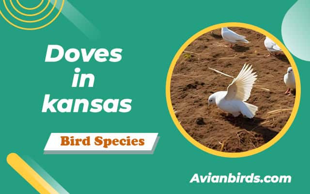 4 Types Of Doves in Kansas (With Pictures)