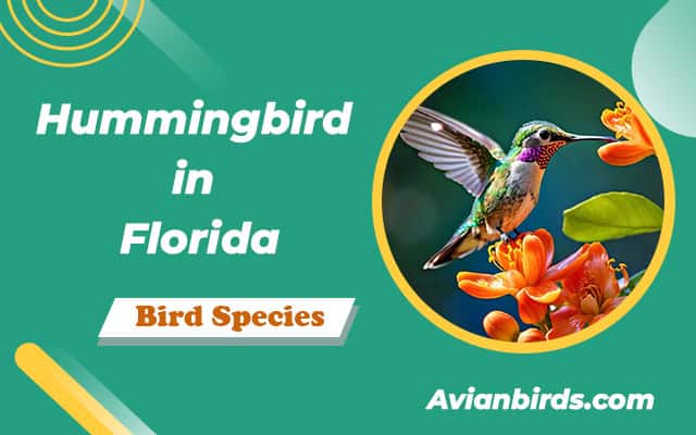 8 Hummingbird Species in Florida (With Pictures)